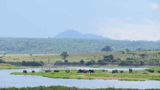 Tiere grasen am Flussufer
