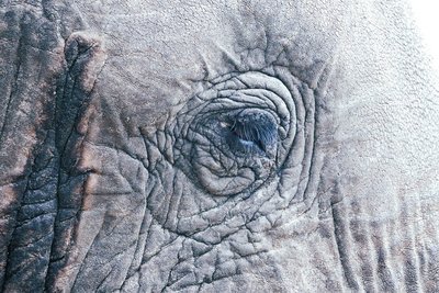 Auge eines Elefanten und lange Wimpern
