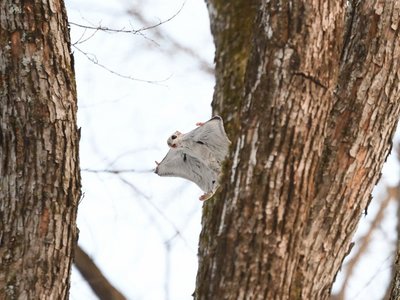 Ein Gleithörnchen gleitet von Baum zu Baum