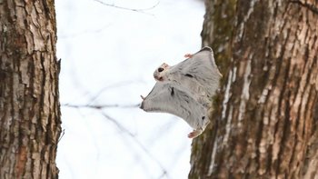 Ein Gleithörnchen gleitet von Baum zu Baum