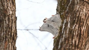 Estland Flughörnchen Ein Gleithörnchen gleitet von Baum zu Baum