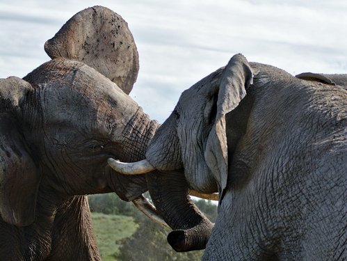 Zwei Elefanten beim Kämpfen