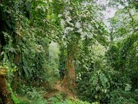 Trekking zur Ciudad Perdida im Regenwald