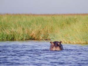 Hippo reckt seinen Kopf aus dem Wasser