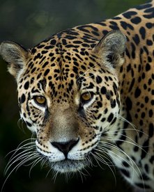 Jaguar von der Seite
