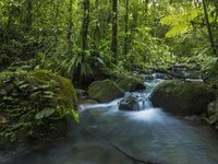 Kleiner Fluss im Regenwald