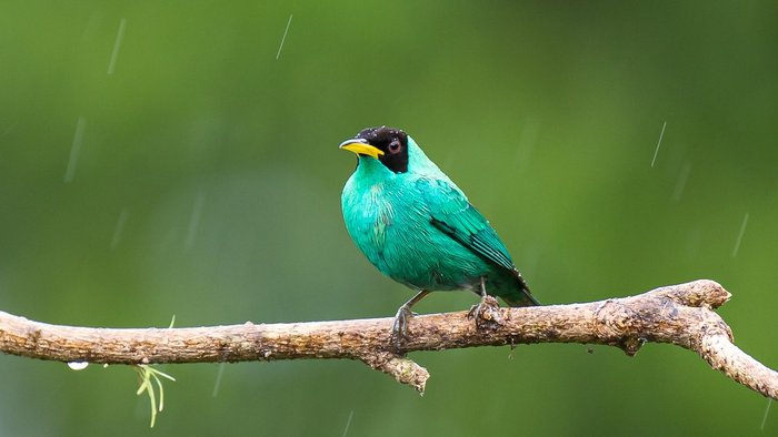 Blauer Kappennaschvogel sitzt auf Ast