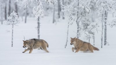 Wölfe im tiefen Schnee