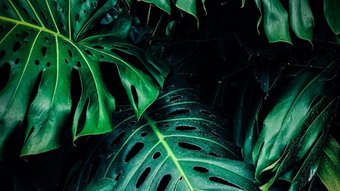 Grüne Monsterablätter im Dschungel