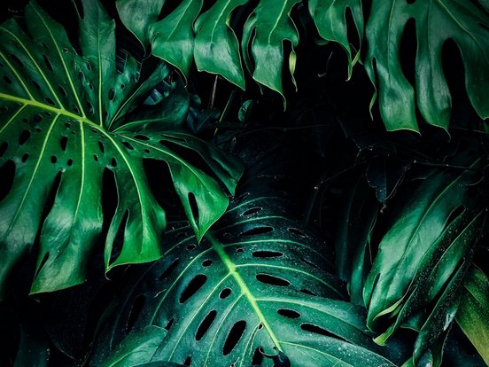 Grüne Monsterablätter im Dschungel