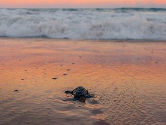 Babyschildkröte auf dem Weg ins Meer bei Sonnenuntergang