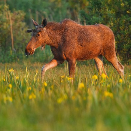 Elch läuft in hohem Gras bei Sonnenuntergang