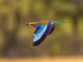 Gabelracke zeigt blaue Flügelunterseite im Flug