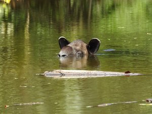Tapir schaut aus dem Wasser