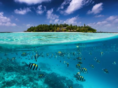 Geteilte Ansicht auf eine tropische Insel mit bunten Fischen im türkisfarbenen Meer, Kokospalmen und tiefblauem Himme