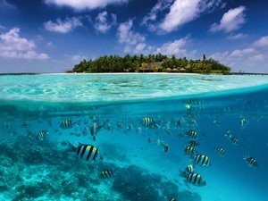 Geteilte Ansicht auf eine tropische Insel mit bunten Fischen im türkisfarbenen Meer, Kokospalmen und tiefblauem Himme
