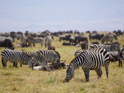 Zebras im Ngorongoro Krater