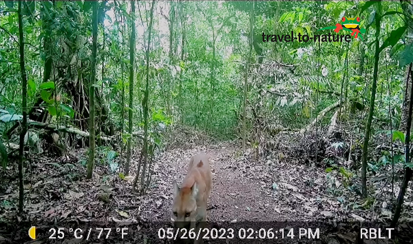 Puma läuft durch das Gelände des Reserva Bosque La Tigra