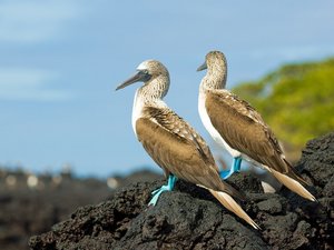 Zwei Blaufußtölpel auf einem Stein auf den Galapagosinseln