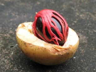 Aufgeschnittene frische Muskatnuss