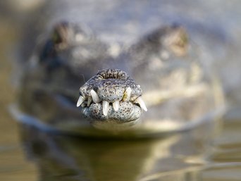 Nahaufnahme der Schnauze eines Gavials in einem Fluss in Nepal