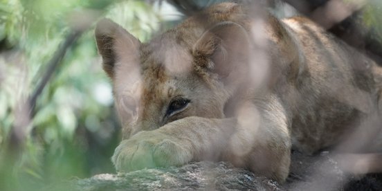 Junger Löwe schläft in einem Baum