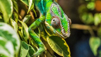 Grün und bläulich schimmerndes Panther Chamäleon auf Ast