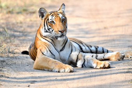 Tiger liegt auf einer Straße