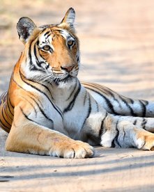 Tiger liegt auf einer Straße