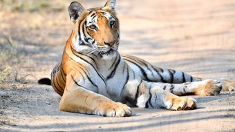 Tiger liegt auf einer Straße