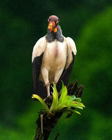 Panama Vogel Geier Ein majestätischer Königsgeier sitzt auf einem Ast
