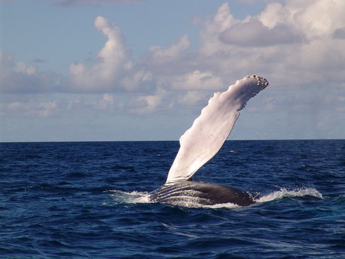 Flosse eines Buckelwals