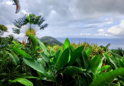 Guadeloupe & Dominica Feedback Bild Guadeloupe & Dominica Feedback Bild