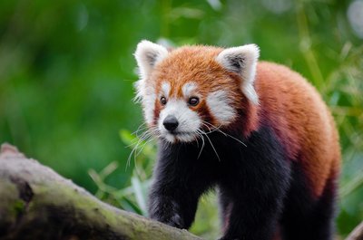 Red Panda auf einem Ast in Nepal