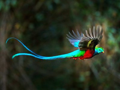 Quetzalmännchen im Flug