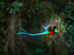 Quetzalmännchen im Flug