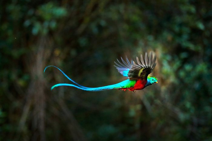 Quetzalmännchen im Flug