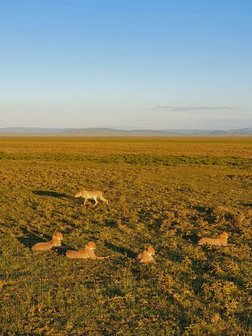 Fünf Geparden im Sonnenuntergang