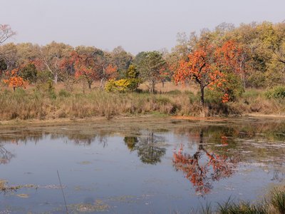 Ein blühender Malabar Lackbaum spiegelt sich in einem See