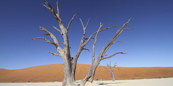 Abgestorbener Baum in der roten Wüste Namibias