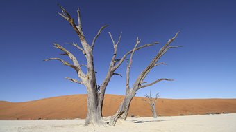 Abgestorbener Baum in der roten Wüste Namibias