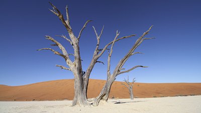 Abgestorbener Baum in der roten Wüste Namibias