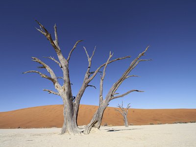 Abgestorbener Baum in der roten Wüste Namibias