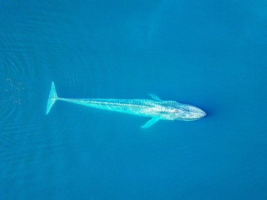 Türkisblau schimmernder Blauwal von oben