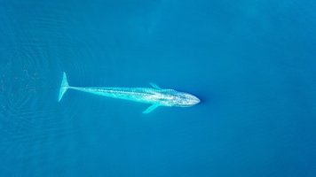 Türkisblau schimmernder Blauwal von oben