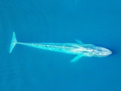 Türkisblau schimmernder Blauwal von oben