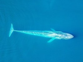 Türkisblau schimmernder Blauwal von oben