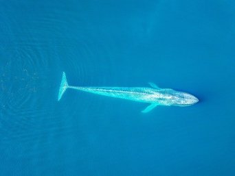 Türkisblau schimmernder Blauwal von oben