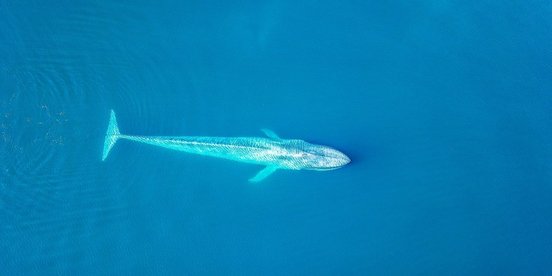 Türkisblau schimmernder Blauwal von oben