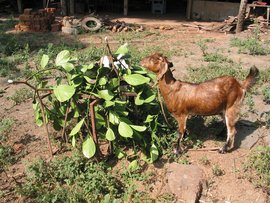 Ziege im Basisprojekt Kerala, Indien